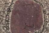 Polished, Cretaceous, Oncolite Stromatolite Fossil - Mexico #231382-1